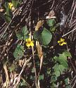 ES18 - Round Leaf Violet - Viola Nuttallii